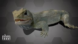 Tuatara (NHMW-Zoo1-HS 32311) natural, 3dscanning, austria, artec, museum, vienna, artec3d, wien, nhm, artecspacespider, 3dscan, history, tuatara, nhmvienna, nhmw, naturhistorisches