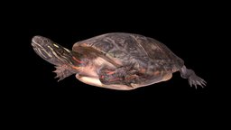Model 64A turtle, life, animals, science, reptile, photogrammetry, 3d, blender3d, scan, animation