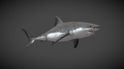 Great White Shark shark, underwater, australia, predator, jaws, greatwhiteshark, endangered, sea