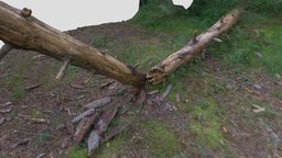 álbol caído tree, raw, arbol, forest, pine, dead, timber, floor, broken, natural, wet, vr, split, fallen, foliage, trunk, decay, environmental, effects, dry, weathered, spruce, infested, sick, ecosystem, withered, moisture, abeto, woodland, remnant, changes, pino, decomposition, appearance, metashape, agisoft, photogrammetry, scan, environment, "disintegration", "villanua", "branchless"