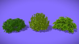 Bush plant, forest, nature, bush