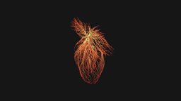 Human heart unrolling growing animation organ, anatomy, symbol, biology, mesh, heart, growth, shape, sign, wire, science, lines, unfold, unroll, design, medical, abstract, human