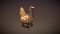 hen farm, hen, animal
