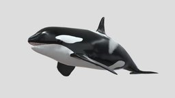Killer_whale shark, turtle, fish, tiger, fishing, river, underwater, animals, dolphin, island, ocean, stingray, corals, animated, sea