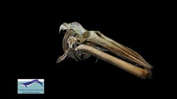 Annie. Balaenoptera physalus, MUSMED (Livorno) skeleton, marine, fish, organic, underwater, animals, study, mammal, italy, travel, whale, museum, water, science, nature, culturalheritage, mediterranean, tuscany, sistemamuseilivorno, finbackwhale, finwhale, realitycapture, photogrammetry, 3dscan, technology, creature, animal, sea, history, bones