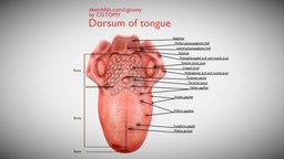Dorsum of tongue blood, school, skeleton, anatomy, biology, operation, surgical, section, muscle, bone, photorealistic, tongue, mandible, atlas, vessel, natural, tissue, teaching, humanbody, perspective, museum, science, head, medicine, nature, x-ray, internal, aids, limb, anatomy-reference, anatomy-human, ligaments, skull-3d-model, netter, medical, human, bones, cgtomy, dorsum