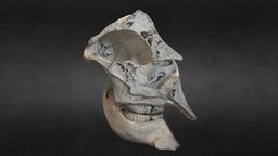 Elephant skull elephant, anatomy, bone, mnhm, photoscan, skull, 3dscan