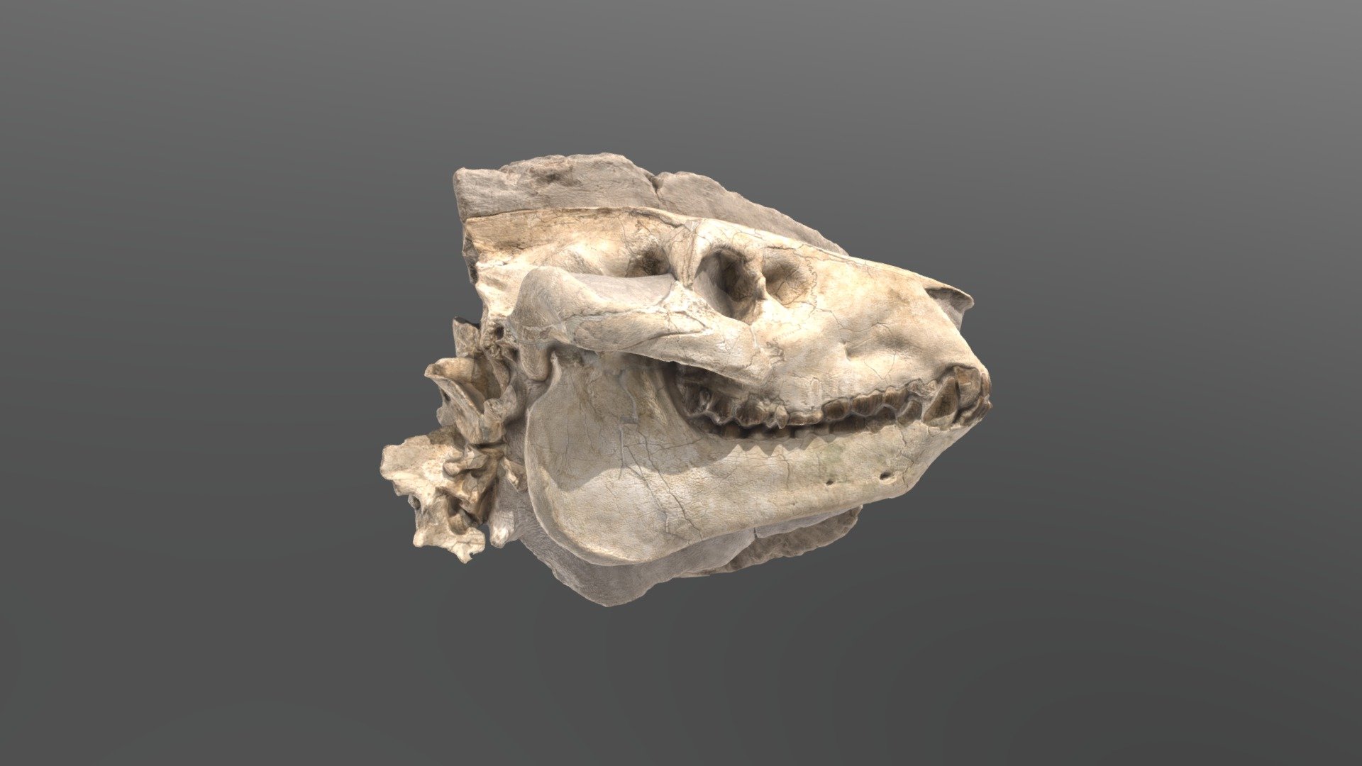 This unusual animal was discovered in the ancient rocks of the White River badlands of Niobrara County, Wyoming.  The White River badlands stretch across parts of Wyoming, Colorado, South Dakota and Nebraska and range in age from about 35 to 19 million years old.  This skull comes from Merydoidodon culbertsoni, an animal commonly referred to as an oreodont.  Oreodonts were small ungulates (hoofed animals) that somewhat resembled pigs.  The fossilized remains of these animals are fairly abundant 3d model