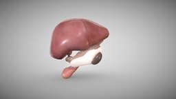 Liver,Spleen and Pancreas Week Eight anatomy, biology, system, liver, development, science, fetus, embryology, spleen, digestive, pancreas, ebers, space