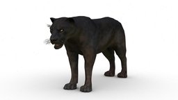 3D Black Panther cat, tiger, africa, wild, asia, cheetah, zoo, puma, lion, panther, leopard, panthera, blender, lowpoly, animal, black