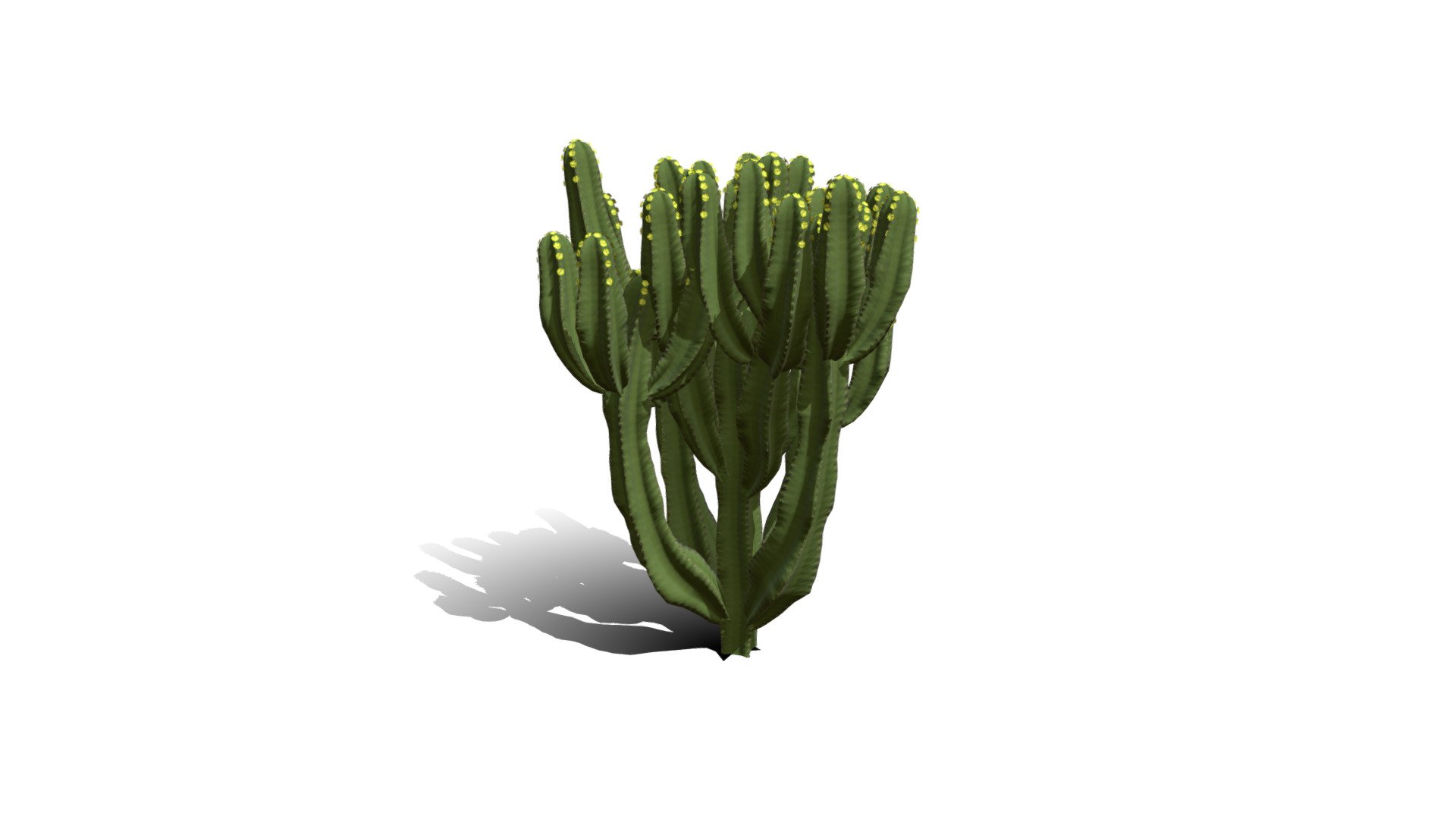 Model specs:





Species Latin name: Euphorbia candelabrum




Species Common name: Candelabra tree




Preset name: Erected mat 0




Maturity stage: Infant




Health stage: Thriving




Season stage: Spring




Height: 0.9 meters




LODs included: Yes




Mesh type: static




Vertex colors: (R) Material blending, (A) Ambient occlusion



Better used for Hi Poly workflows!

Species description:





Region: Africa




Biomes: Desert,Savana




Climatic Zones: Mediterranean,Subtropical,Tropical




Plant type: Succulent



This PlantCatalog mesh was exported at 40% of its maximum mesh resolution. With the full PlantCatalog, customize hundreds of procedural models + apply wind animations + convert to native shaders and a lot more: https://info.e-onsoftware.com/plantcatalog/ - Realistic HD Candelabra tree (16/40) - Buy Royalty Free 3D model by PlantCatalog 3d model