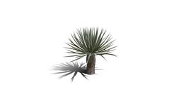 Realistic HD Dragon tree (31/50) trees, tree, plant, plants, africa, desert, outdoor, foliage, nature, succulent, savana, scrubland