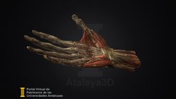 Modelo anatómico de mano derecha humana anatomy, 3d-scan, scientific-heritage, university-cadiz
