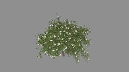 Cornus Racemosa Spring 02 plant, red, winter, white, flowers, shrub, spring, summer, gray, vegetation, foliage, nature, fall, bush, autumn, berries, deciduous, cornus, 3d, model, dogwood, racemosa