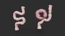 Volvulus of the Colon organ, food, cross, anatomy, stool, biology, section, muscle, study, tube, obj, vr, ar, pain, fbx, science, stomach, bowel, process, bile, obstruction, intestine, disease, abdomen, mesentery, digestive, function, gut, digestion, gltf, abdominal, cross_section, blender, medical, human, bloating, symptom, volvulus, vomiting, "noai", "constipation", "nausea"