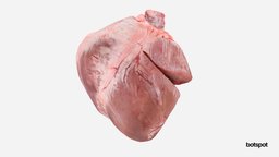 Organ scan // Pig heart organ, 3dscanner, raw, anatomy, organic, care, animals, meat, photorealistic, bloody, 3dscans, 3dscanning, 3dscanned, science, medicine, anatomical, health, anatomystudy, healthcare, animal-anatomy, medical_model, veterinary, vet, botspot, raw-scan, botscan, veterinary-medicine, realitycapture, 3dscan, animal, raw-meat, medical-education, botscan-momentum, veterinary-anatomy, botspot3d, rawmodel, real-heart, real-organs, animal-heart