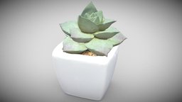 Plant Suculent Scan plant, desk, accessories, desktop, accessory, succulent, vegitation, houseplant