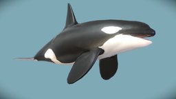 Low poly killer whale (Orcinus orca) shark, marine, fish, dolphin, mammal, killer, ocean, whale, orca, reef, roblox, major, sharks, porpoise, oceanic, orcas, whales, galah, dolphin-animal-ocean-creatures, dolphin-animal-ocean-creatures-dolphin-cetacean, whale-animal, animal, orca-whale, majorgalah, orcadolphin, orca-dolphin