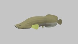 Arapaima fish, fishing, river, underwater, animals, lake, ocean, aquarium, aquatic, nature, sealife, oceanlife, fish-cartoon, arapaima, low-poly, animal, animated, simple, sea