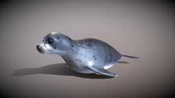 seal_6 fish, ocean, seal, nature, animal, sea