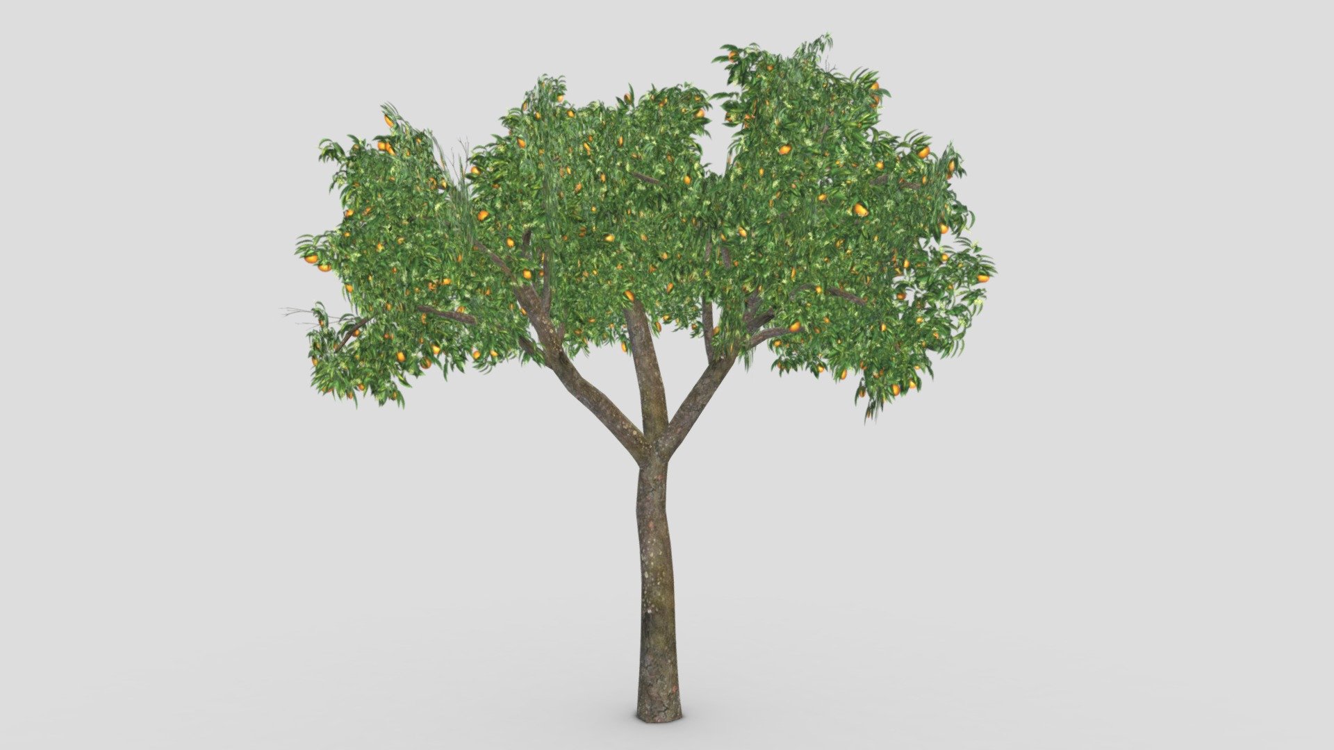 This is a low poly 3D model of Orange Tree. You can use this model in your projects 3d model