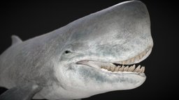 Livyatan paleontology, jurassicworld, ancientoceans, livyatan, fossildiscovery, prehistoricwhale, miocenemarinepredator, marinecarnivore, whalewonders