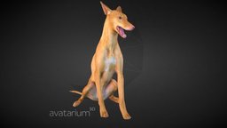 Pharaoh Hound Dog Low Poly short, hair, dog, pedestal, hound, puppy, pharaoh, 3d-printing, dogs, k9, mans-best-friend, loyal, shots-hair, hounds, 3dprint