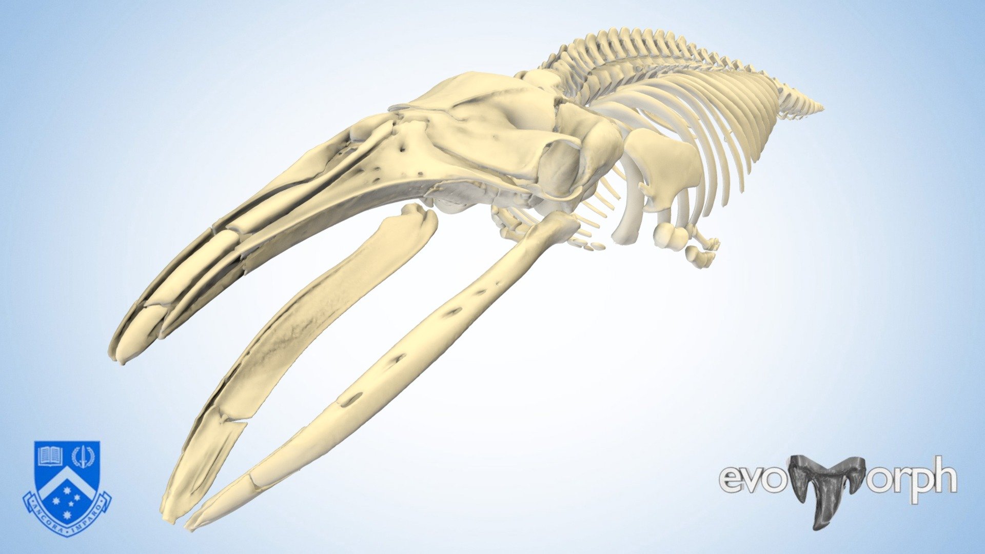 Neonate pygmy right whale skeleton, collected in Victoria, Australia in 2019, approximately 185cm long. There are many fascinating aspects to the anatomy in this specimen - features characteristic of very young juveniles, morphology unique to whales, and injuries to the skeleton in this particular individual.

Frozen specimen from the Museums Victoria mammalogy collection (NMV C40064), CT scanned (Siemens Somatom go.UP medical CT) at Monash Biomedical Imaging. Skeleton segmented from CT data using Mimics Research (v. 21.0), with meshes further processed and re-articulated in Blender 2.82. Due to perimortem damage to the skeleton, some elements were digitally repaired and mirrored for this visualisation. Scanning funded by Monash University. Scanning, processing and scene creation by Hazel Richards 3d model
