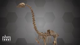 Eastern Moa (NHMW-Geo 2021/0008/0001) 3dscanning, pleistocene, artec, museum, moa, vienna, wien, nhm, flightless, 3dscan, artecleo, nhmvienna, nhmw, naturhistorisches, easternmoa