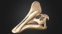 Amurosaurus riabinini skull skeleton, bone, reconstruction, jaw, fossil, cretaceous, printable, mesozoic, hadrosaur, ornithopod, lambeosaurine, maastrichtian, lambeosaurinae, 3dprint, skull, sculpture, dinosaur, hadrosauridae, ornithopoda, noai