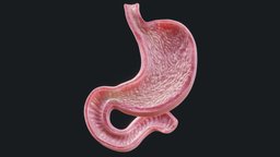 Human Stomach body, food, school, cross, anatomy, biology, section, university, muscle, organs, education, science, stomach, acid, physiology, drugs, disease, vertebrate, digestion, character, medical, plastic