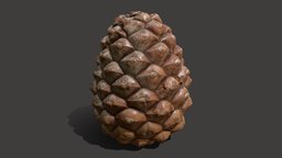 Pine cone tree, plant, cone, sapin, fir, pinecone, seeds, metashape, photogrammetry, blender, scan, free, noai, pommedepin