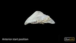 Liver with Gallbladder 2 anatomy, liver, medicine, gallbladder, digestive-system, university-of-michigan