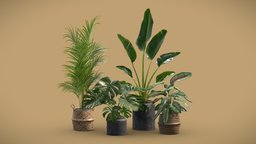 Indoor Plants Pack 29 pot, tropical, palm, concrete, indoor, exotic, potted, planter, palmtree, charcoal, dypsis, nicolai, monstera, strelitzia, lutescens, dark, interior, deliciosa, ornata, calathea