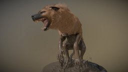 Hyena africa, hunter, carnivore, hyena, canine, savannah, animal