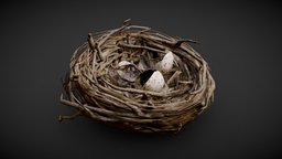 Bird nest bird, nest, twig, wood