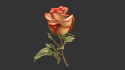 Rose green, plant, red, flower, rose, scanned, blossom