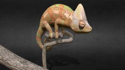 Chameleon chameleon, forest, lizard, nature, animal