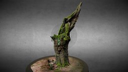 Old Oak tree tree, oak, old_tree, savernake, oak_tree