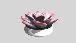 Potted Succulent Plant plant, pot, prop, accessories, pottery, succulent, succulents, plant-pot, pottedplant