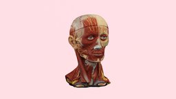Head  &  Neck face, anatomy, people, muscle, nerves