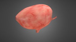 Human urinary bladder anatomy, university, mudbox, science, illustration, bladder, urinary, anatomi, informationdesign, mdh, malardalen, eskilstuna, hogskola, malardalenshogskola, vetenskapligillustration, 3dsmax, 3dsmaxpublisher, design, medical, human, urinarybladder, urinblasa, scienceillustration, blasa