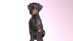 1810006- Torin- Doberman dog, down, boy, sitting