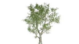 London Plane Tree #01 tree, london, realistic, nature, photoreal, plane, plane-tree, desiduous
