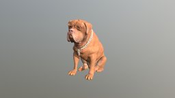 1808056- Hector- Dogue De Bordeux dog, good, de, hector, boi, bordeux
