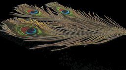 Feathers Peacock 3d free peacock, feathers, feather, pajaro, pavo, pluma, plumage, plumas, pavoreal