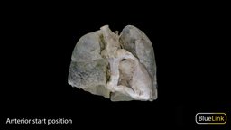 Lungs with heart anatomy, heart, lungs, human