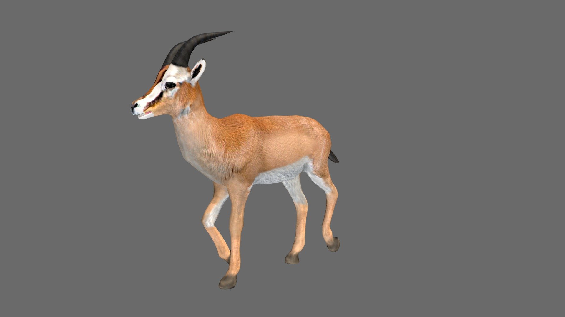 Geometry 
1.8k Quads Number of quad faces 
138 Triangles Number of triangle faces 
2 Polygons Number of polygon faces 
3.8k converted to Triangles Number of faces 
Vertices 
1.9k Number of vertices 



23 Animations Basic 
Inclue: Bind Pose, Springbok, Run, Run With Jump, Run Fast, Walk, Eating, Death ..... etc; 



Texture: PNG format, Size: 2048*2048. 
Full PBR maps: COl, NRM, DISP, SPEC, OCC. 
Include UV map layer. 


 - Gazelle - 3D model by josluat91 3d model