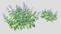 Brunnera Macrophylla  Jack Frost plant, landscape, jack, forest, organic, flower, garden, exterior, park, nature, frost, lawn, siberian, macrophylla, brunnera, design, environment, perennial, bugloss