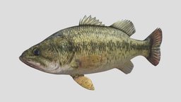 Fish Bass fish, ocean, aquarium, bass, goldfish, tank, sniper, swim, dweller, fishtank, fishery, rockfish, character, cartoon, 3d, animal, animation, sea